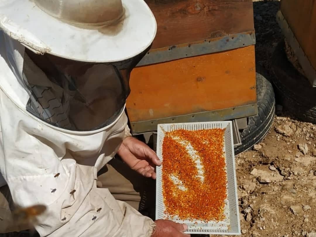 Arıcı, kovanın yanında polen tepsisini eliyle tutuyor