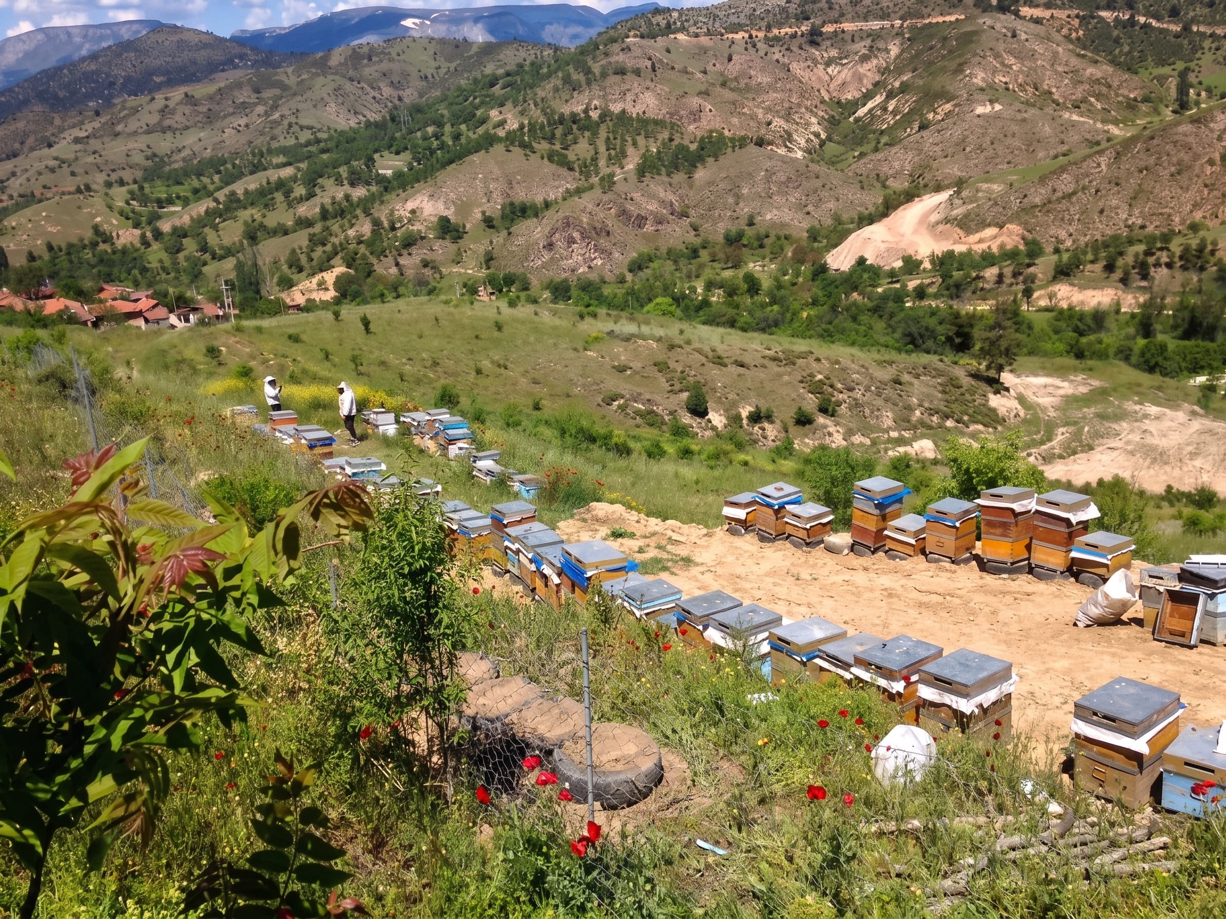 Dağ eteğinde sıra sıra dizilmiş Andaç Bal kovanları, uzakta iki arıcı