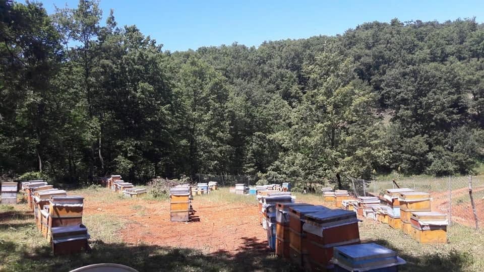 Çam ormanının içindeki açıklıkta duran kovanlar